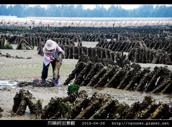 烈嶼蚵田景觀_05.jpg