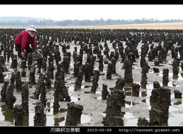 烈嶼蚵田景觀_10.jpg