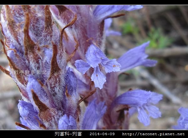 列當科-列當_09.jpg