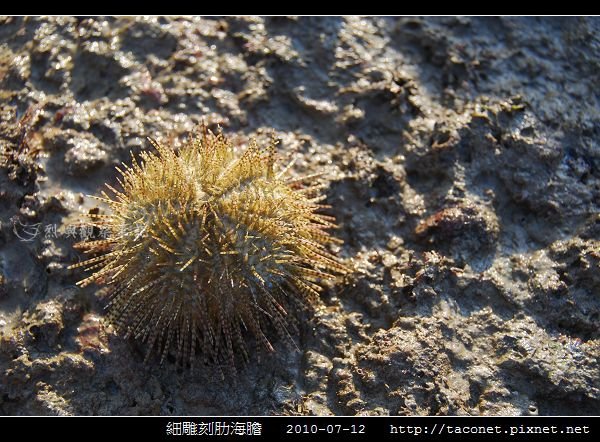 細雕刻肋海膽_01.jpg