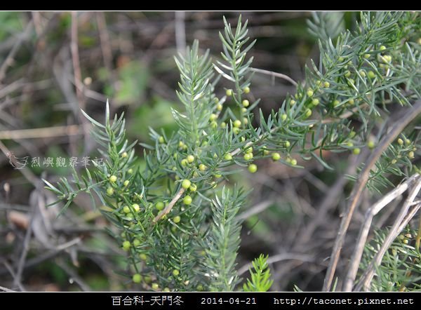 百合科-天門冬_01.jpg