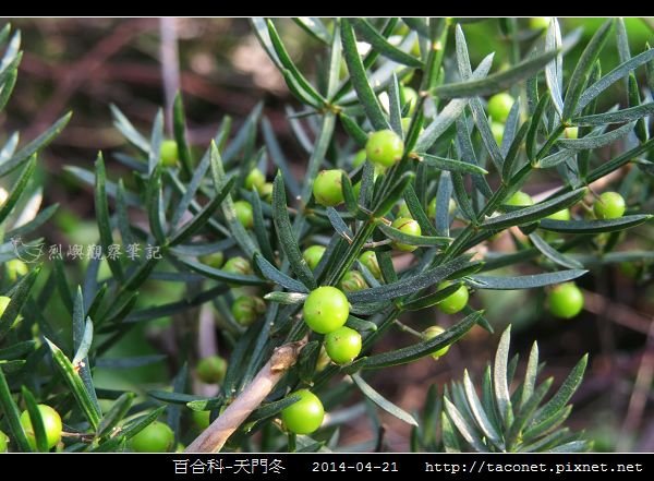 百合科-天門冬_09.jpg