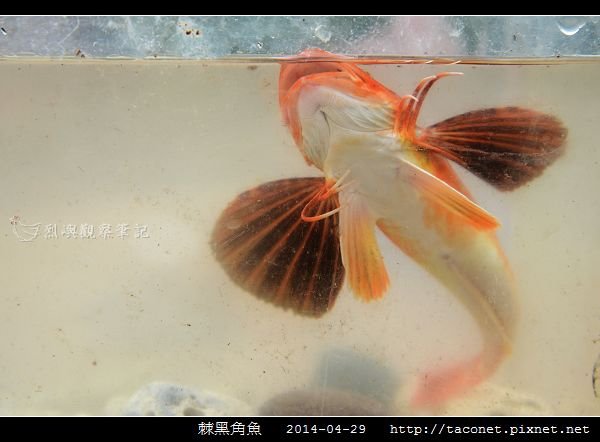 棘黑角魚_13.jpg