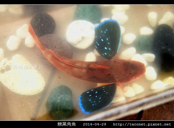 棘黑角魚_11.jpg