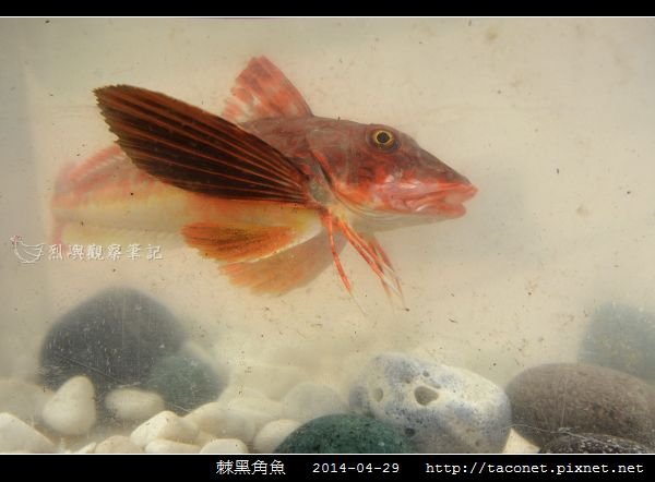 棘黑角魚_12.jpg