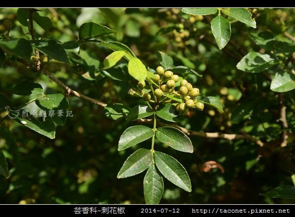 芸香科-刺花椒_01.jpg