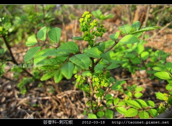 芸香科-刺花椒_09.jpg