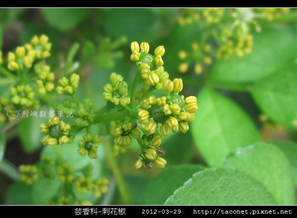 芸香科-刺花椒_11.jpg