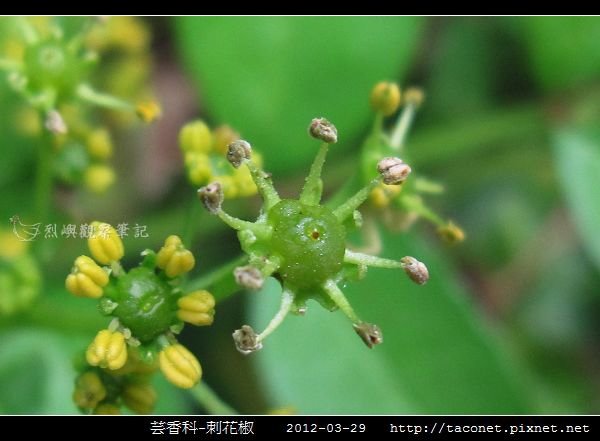 芸香科-刺花椒_12.jpg