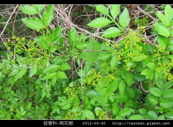 芸香科-刺花椒_13.jpg