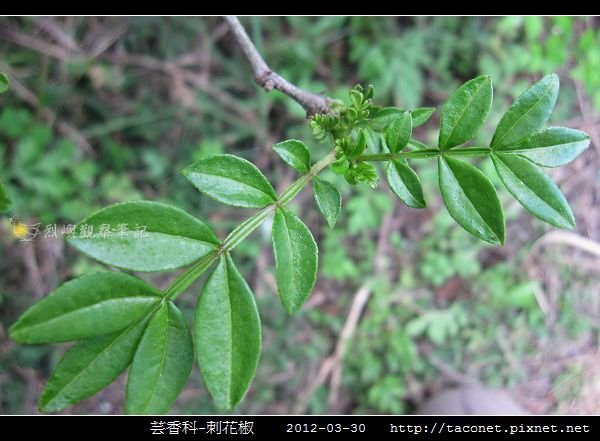 芸香科-刺花椒_18.jpg