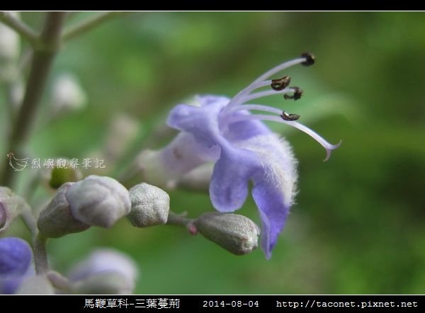 馬鞭草科-三葉蔓荊_07.jpg