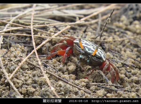 麗彩招潮蟹_04.jpg