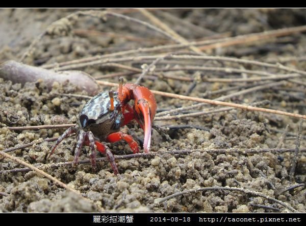 麗彩招潮蟹_05.jpg