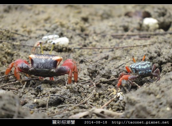 麗彩招潮蟹_07.jpg