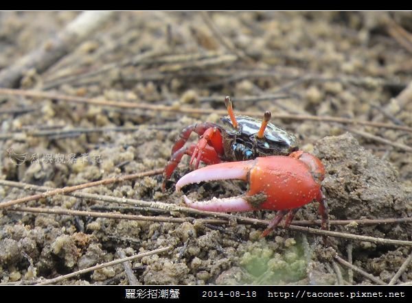 麗彩招潮蟹_09.jpg