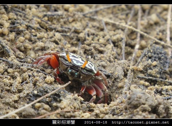 麗彩招潮蟹_11.jpg