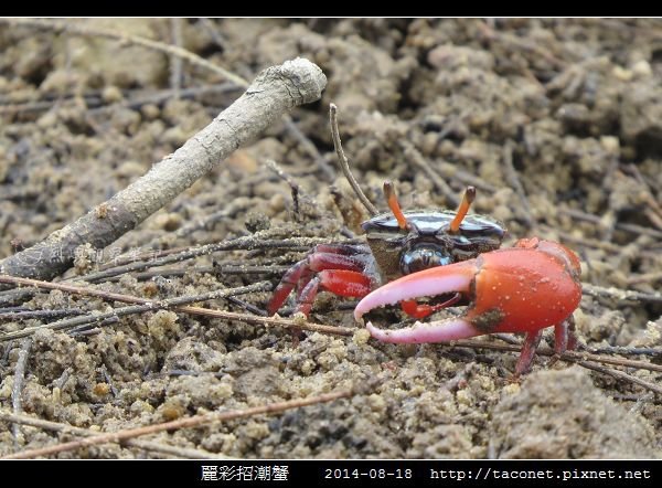 麗彩招潮蟹_13.jpg