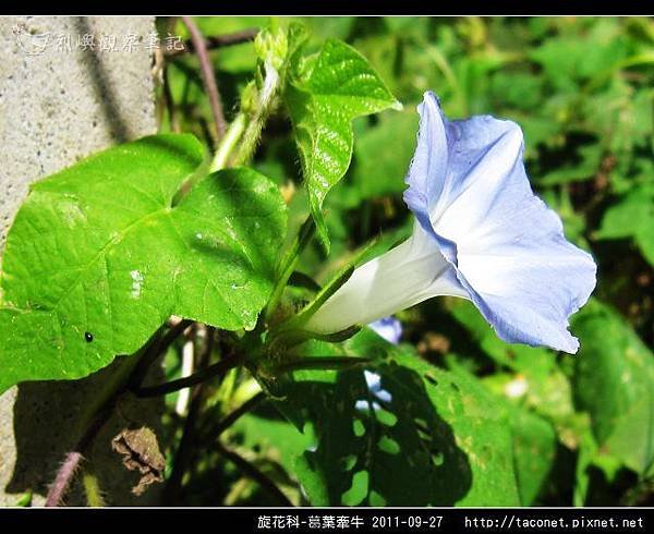 旋花科-葛葉牽牛-12.jpg