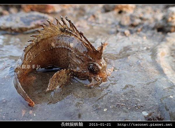 長棘擬鱗_04.jpg