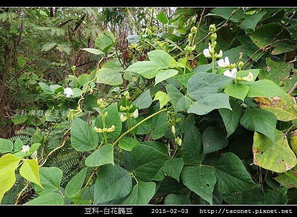 豆科-白花鵲豆_06.jpg