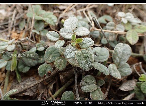 豆科-闊葉大豆_11.jpg