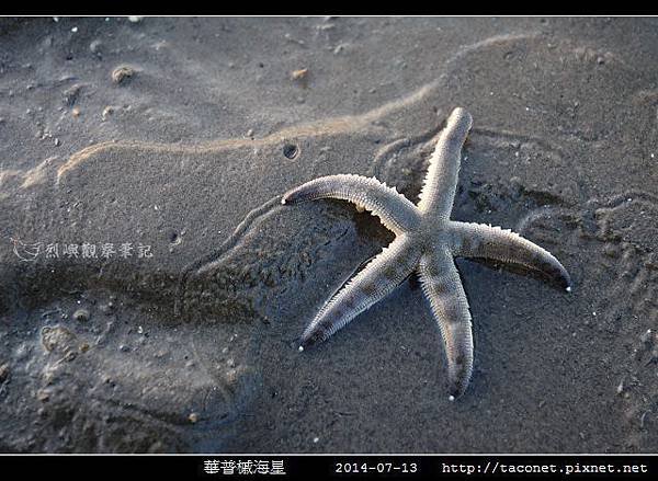 華普槭海星_01.jpg