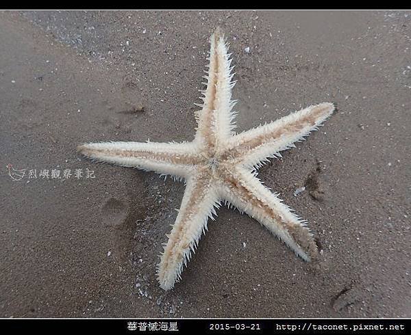 華普槭海星_07.jpg