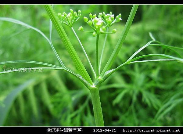 繖形科-細葉旱芹_08.jpg