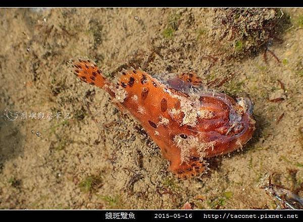 錢斑躄魚_06.jpg