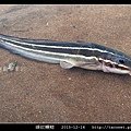 線紋鰻鯰_04.jpg