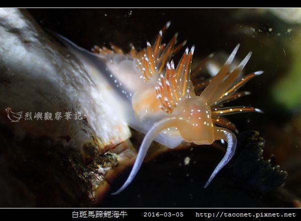 白斑馬蹄鰓海牛_04.jpg