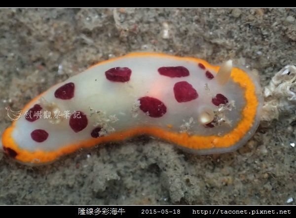 隆線多彩海牛 Chromodoris tumulifera__01.jpg