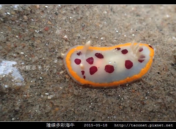 隆線多彩海牛 Chromodoris tumulifera__03.jpg