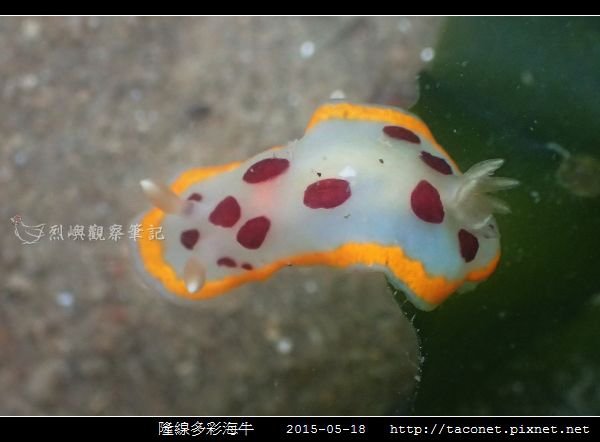 隆線多彩海牛 Chromodoris tumulifera__04.jpg