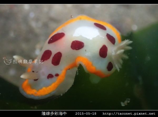 隆線多彩海牛 Chromodoris tumulifera__06.jpg