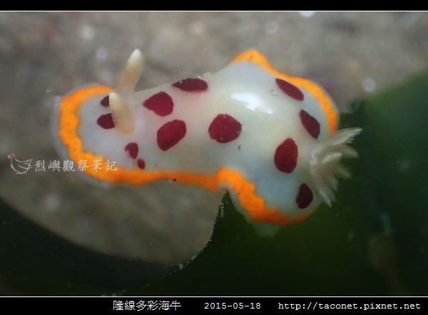 隆線多彩海牛 Chromodoris tumulifera__05.jpg