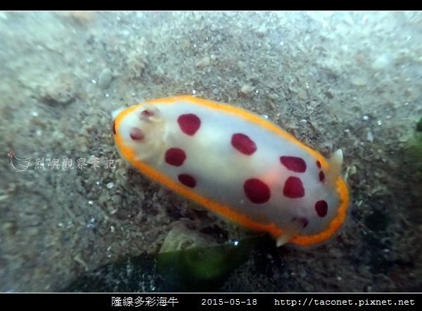 隆線多彩海牛 Chromodoris tumulifera__08.jpg