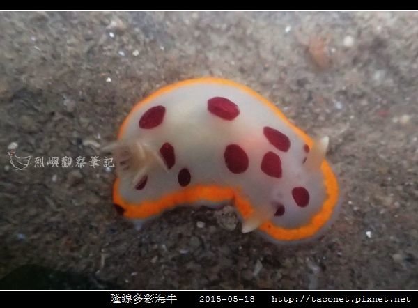 隆線多彩海牛 Chromodoris tumulifera__07.jpg