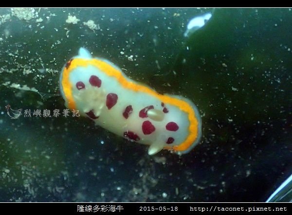 隆線多彩海牛 Chromodoris tumulifera__09.jpg