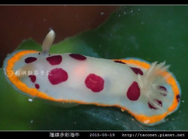 隆線多彩海牛 Chromodoris tumulifera__10.jpg