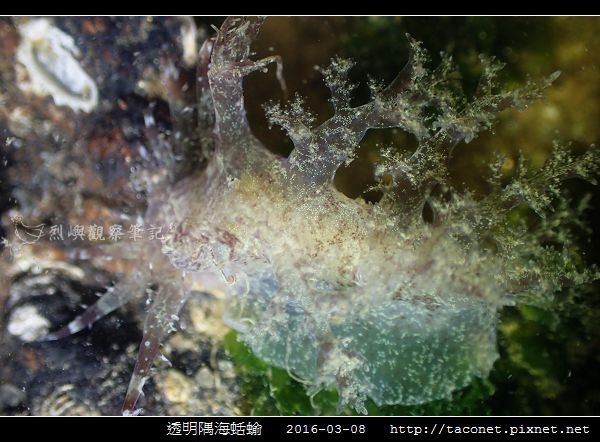 透明隅海蛞蝓 Okenia pellucida_03.jpg