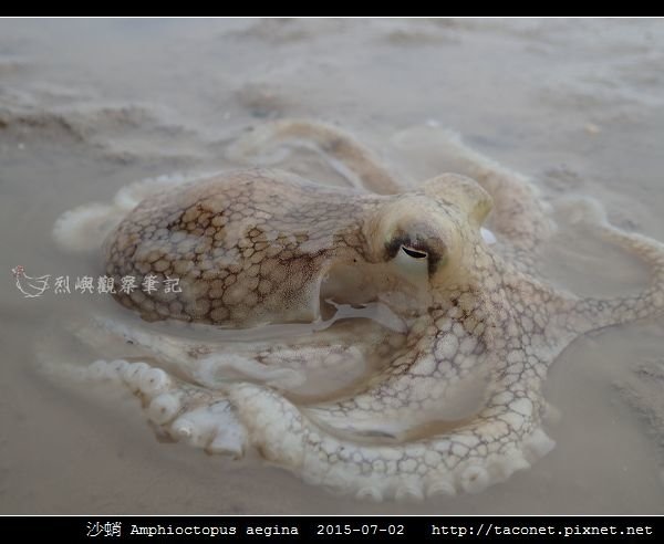 沙蛸 Amphioctopus aegina_09.jpg