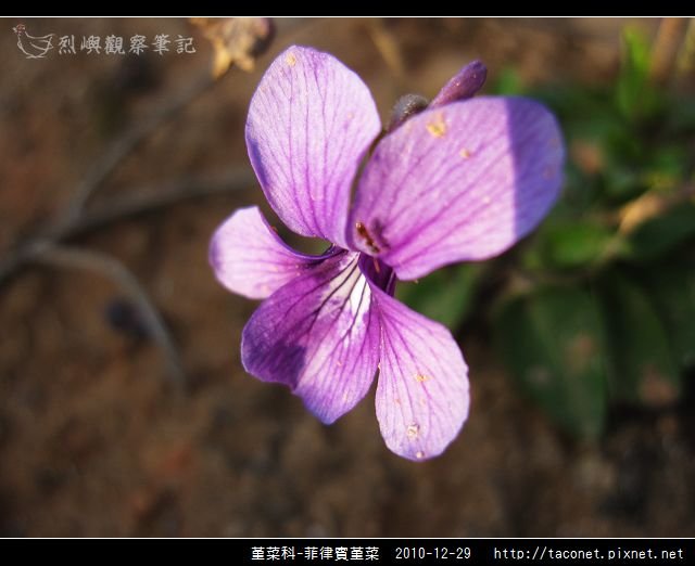 堇菜科-菲律賓堇菜_09.jpg