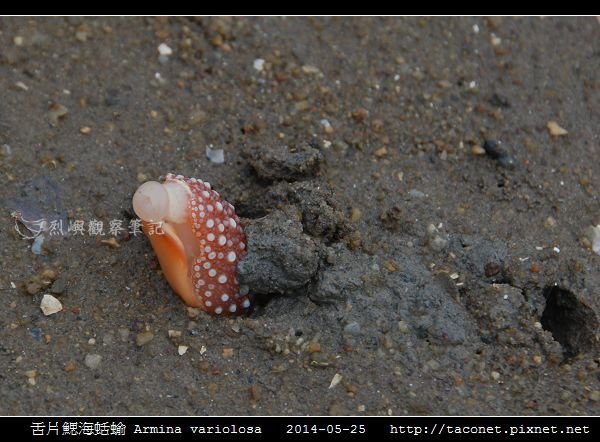 舌片鰓海蛞蝓 Armina variolosa_01.jpg