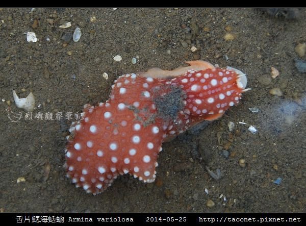 舌片鰓海蛞蝓 Armina variolosa_02.jpg