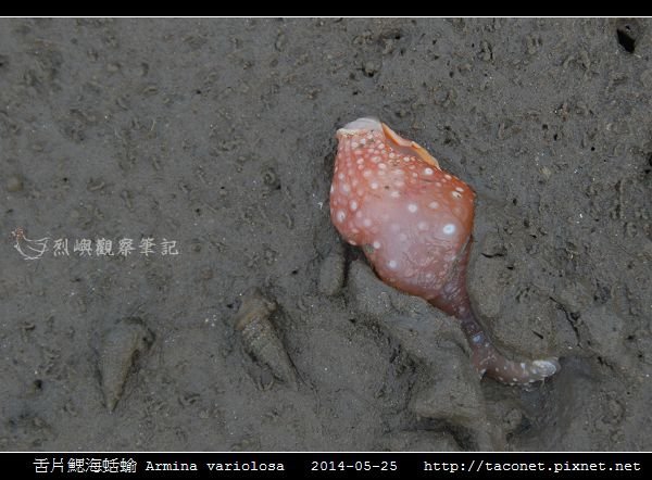 舌片鰓海蛞蝓 Armina variolosa_03.jpg