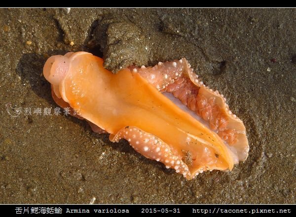 舌片鰓海蛞蝓 Armina variolosa_06.jpg