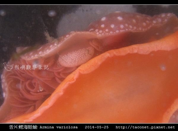 舌片鰓海蛞蝓 Armina variolosa_08.jpg