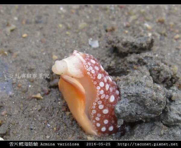 舌片鰓海蛞蝓 Armina variolosa_07.jpg